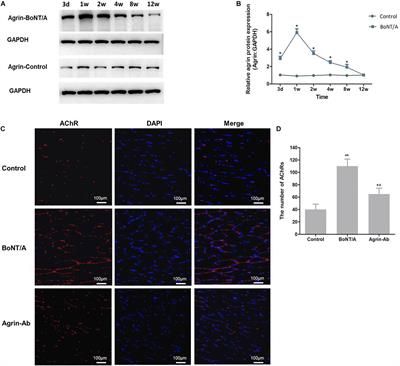 Agrin Influences Botulinum Neurotoxin A-Induced Nerve Sprouting via miR-144-agrin-MuSK Signaling